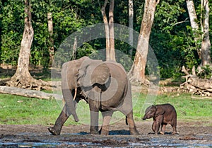 The elephant calf and elephant cow