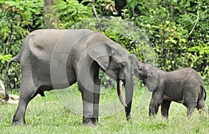The elephant calf with elephant cow. African Forest Elephant, Loxodonta africana cyclotis.