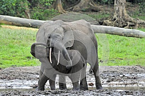 The elephant calf with elephant cow The African Forest Elephant, Loxodonta africana cyclotis