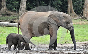 The elephant calf with elephant cow The African Forest Elephant, Loxodonta africana cyclotis. At the Dzanga saline (a forest cle