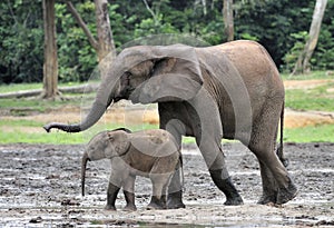 The elephant calf with elephant cow The African Forest Elephant, Loxodonta africana cyclotis. At the Dzanga saline (a forest cle