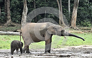 The elephant calf with elephant cow The African Forest Elephant, Loxodonta africana cyclotis. At the Dzanga saline (a forest cle