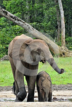 The elephant calf with elephant cow The African Forest Elephant, Loxodonta africana cyclotis. At the Dzanga saline (a forest cle