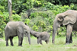 The elephant calf with elephant cow The African Forest Elephant, Loxodonta africana cyclotis. At the Dzanga saline (a forest cle