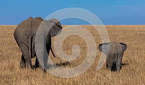 Elephant calf and Elephant mother walking through the bushveld