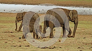 Elephant with calf,  Elephas maximus indicus, Nagarhole National Park, Karnataka, India