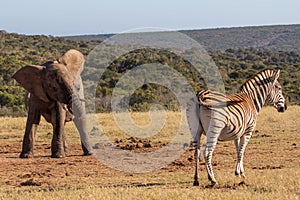 Elephant calf encounters zebra