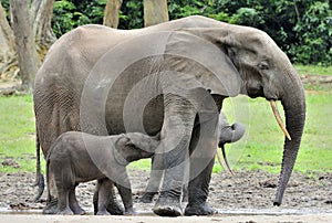 The elephant calf is fed with milk of an elephant cow The African Forest Elephant, Loxodonta africana cyclotis. At the Dzanga sali