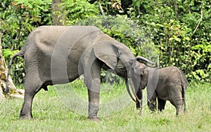 The elephant calf is fed with milk of an elephant cow The African Forest Elephant, Loxodonta africana cyclotis. At the Dzanga sali