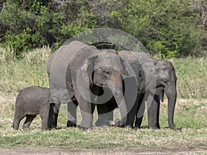 An elephant calf feeds from its mother at Minneriya National Park.