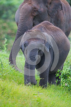 Elephant calf in forest