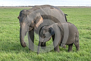 An elephant with a calf graze on the lush grass in Minneriya National Park.