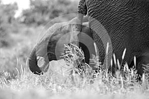 Elephant and calf grazing back-to-back