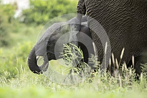 Elephant and calf grazing back-to-back