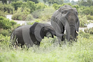 Elephant and calf grazing on lush grass