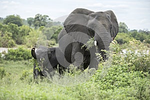 Elephant and calf grazing on lush grass