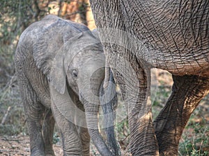 Elephant calf hiding behind its mother