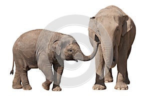 Elephant calf with his mother