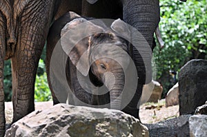 Elephant Calf and Mother