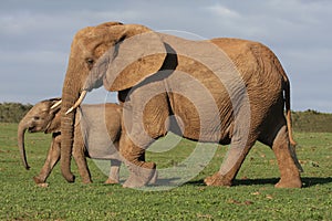 Elephant Calf and Mother
