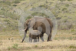 Elephant calf and mother at Boteilierskop