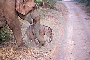 Elephant and calf at Jim Corbett National park photo