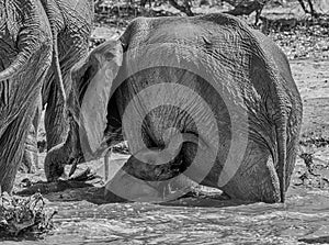 Elephant Calf  Mud Bath