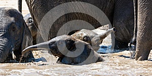 Elephant Calf  Mud Bath