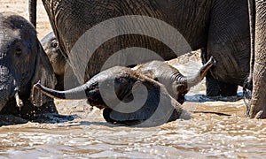 Elephant Calf  Mud Bath