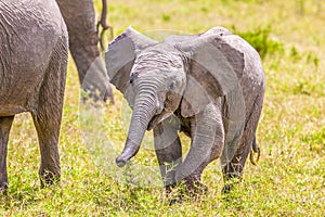 Elephant calf near its mother