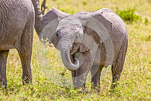 Elephant calf near its mother