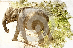 Elephant calf photo with pictorial effect