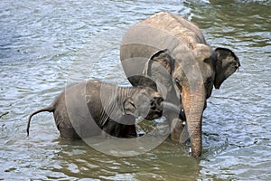 An elephant and calf from the Pinnawala Elephant Orphanage.