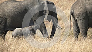 elephant calf places its trunk on mum's leg at masai mara