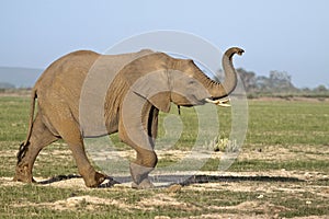 Elephant calf raising trunk