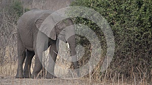 Elephant calf in rookery in Chobe National Park