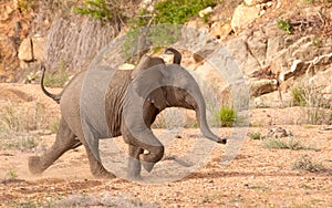 Elephant Calf Running