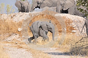 Elephant calf running