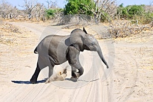 Elephant calf running