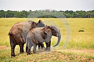 Elephant calf on the savannah in Kenya