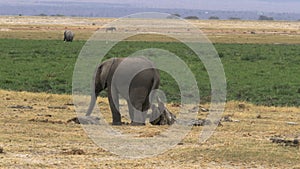 An elephant calf scratching on a tree stump in amboseli national park