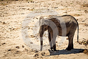 Elephant calf searching for water in Tarangire National Park safari, Tanzania