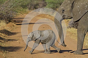 Un elefante el becerro 