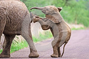 Elephant calf standing and pushing it\'s mother