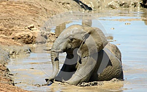 Un elefante il vitello il sole fare il bagno 