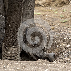 Elephant calf takes rest in Botswana, Africa