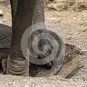 Elephant calf takes rest in Botswana, Africa