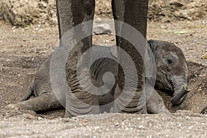 Elephant calf takes rest in Botswana, Africa