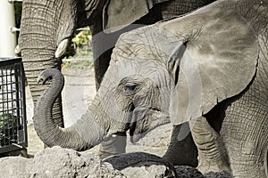 Elephant Calf with trunk raised