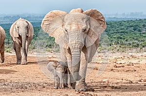 Elephant calf walking next to its mother